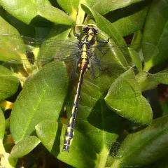 Pacific Clubtail thumbnail 2