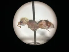 Pseudomethoca contumax thumbnail 3