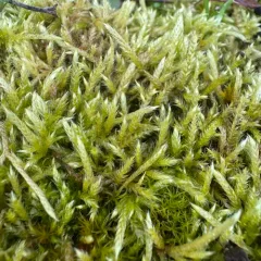Whitish Feather-moss thumbnail 3