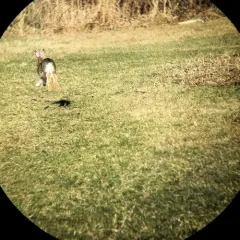 Snowshoe Hare thumbnail 3