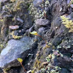 Bug-on-a-stick thumbnail 4