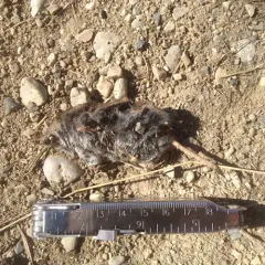 Arctic Shrew thumbnail 4