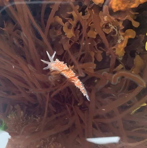 Red-fingered Coryphella