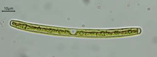 Roya obtusa