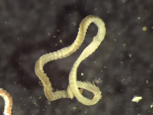 Levinsenia gracilis