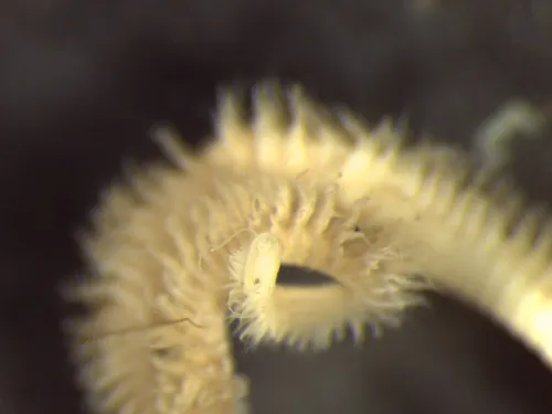 Leitoscoloplos pugettensis