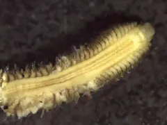 Nephtys ferruginea thumbnail 2
