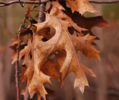 Shumard oak thumbnail 4