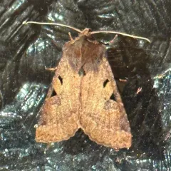Orthosia praeses thumbnail 4