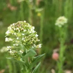 field peppergrass thumbnail 1