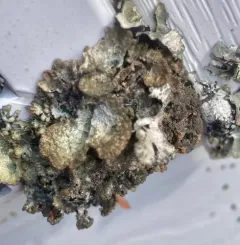 Oldgrowth Rag Lichen thumbnail 4