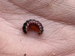California Pink Glowworm thumbnail 3