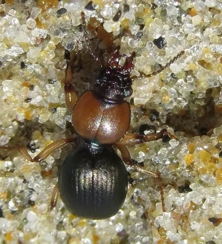 Obese Point-bearing Beetle