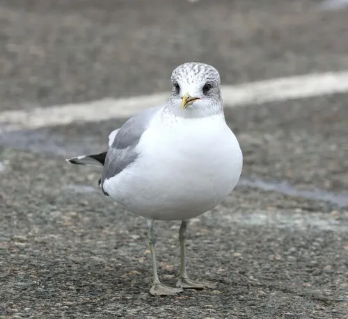 Common Gull
