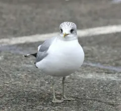 Common Gull thumbnail 1