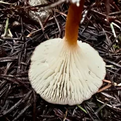 Infundibulicybe squamulosa thumbnail 4