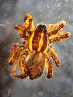 Pardosa palustris thumbnail 2