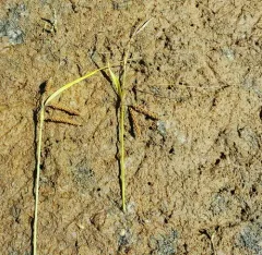 Lyngbye's sedge thumbnail 3