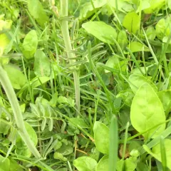Cuckooflower thumbnail 1