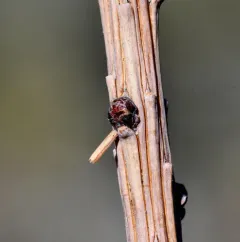 Larch Casebearer Moth thumbnail 2