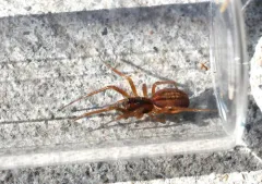 Pachygnatha tristriata thumbnail 4