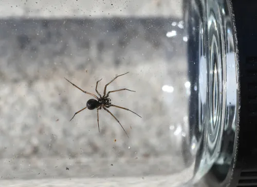 Pale Sheetweb Weaver