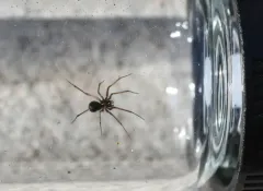 Pale Sheetweb Weaver thumbnail 1