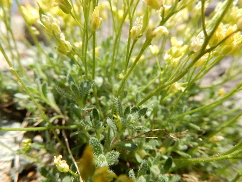 Ball Draba