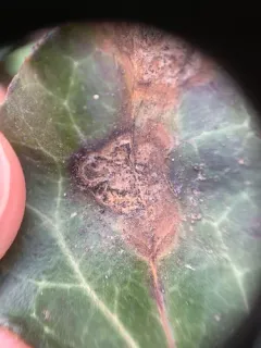 Boeremia hedericola thumbnail 1