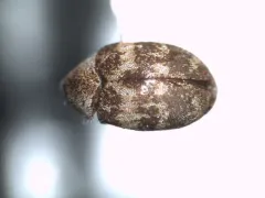 Anthrenus polonicus thumbnail 2