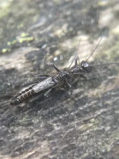 Common Snowfly thumbnail 2