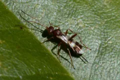 Gelis tenellus thumbnail 1