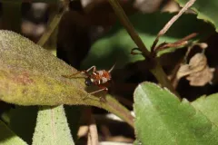 Uhleriola floralis thumbnail 3