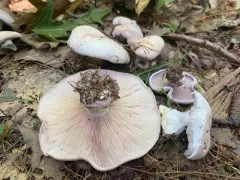 Lepista graveolens thumbnail 2