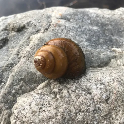 Chinese Mystery Snail
