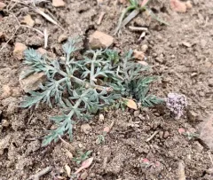 Nevada biscuitroot thumbnail 3