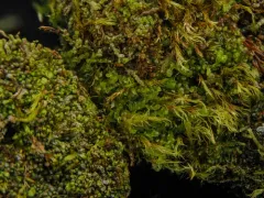 Snow Threadwort thumbnail 2
