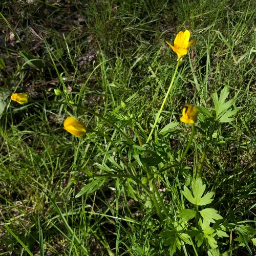 straightbeak buttercup