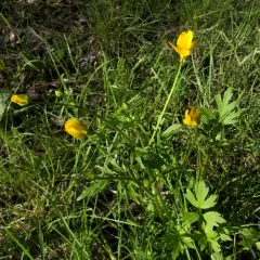 straightbeak buttercup thumbnail 1