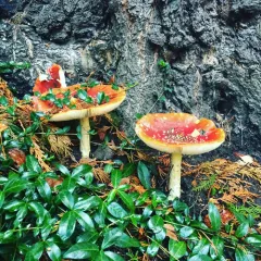 Fly Agaric thumbnail 2
