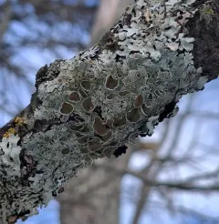 Smooth Axil-bristle Lichen thumbnail 1