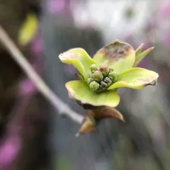 flowering dogwood thumbnail 1