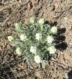 low cryptantha thumbnail 1