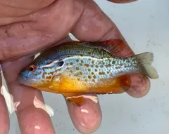 Orangespotted Sunfish thumbnail 2