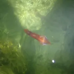 Longfin Inshore Squid thumbnail 4