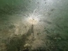 Northern Cerianthid thumbnail 2