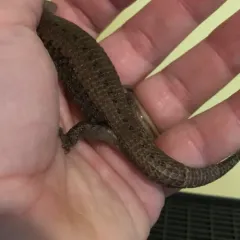 Northern Alligator Lizard thumbnail 4