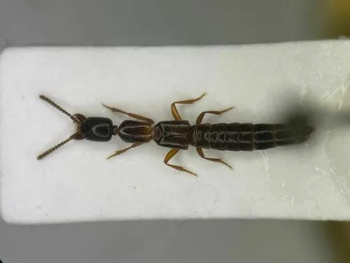 Stictolinus flavipes