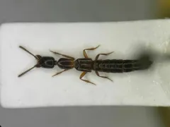 Stictolinus flavipes thumbnail 1