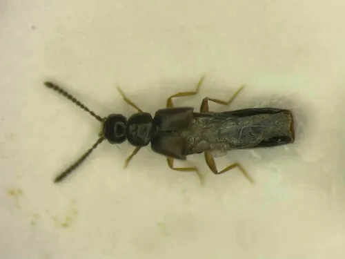 Philhygra palustris